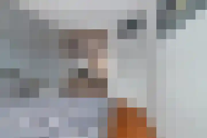 Gerard Wilschutpad 15 Hoogvliet Rotterdam thumbnail 16