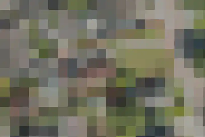 Gerben Postmastrjitte 10 Damwâld thumbnail 8