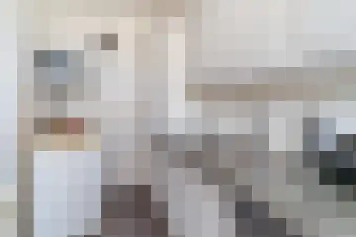 Gerberalaan 101 Naaldwijk thumbnail 6