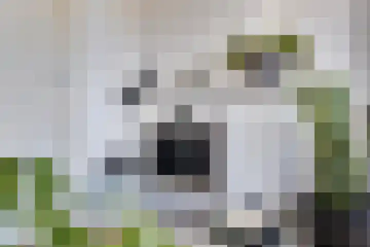 Gerberalaan 31 Naaldwijk thumbnail 7