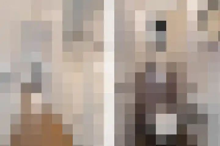 Gerbrigslân 1 Goutum thumbnail 9