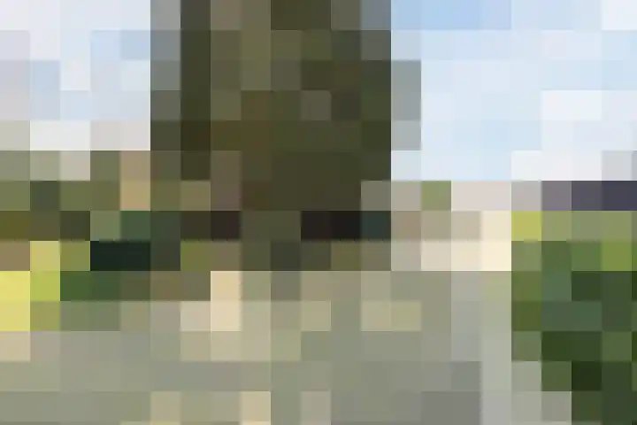 Gerele Peel 8 Elsendorp thumbnail 42