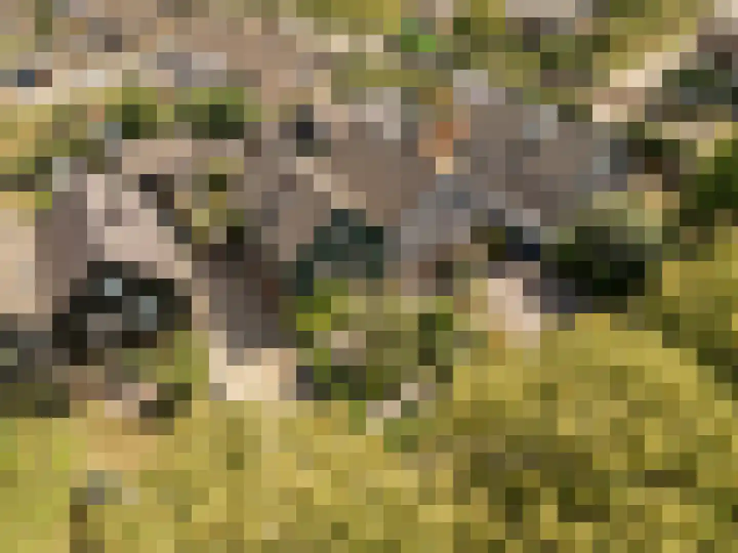 Gerestraat 76 Heesselt thumbnail 34