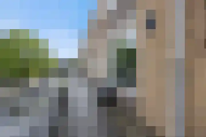 Gerlachusstraat 93 Loon op Zand thumbnail 22