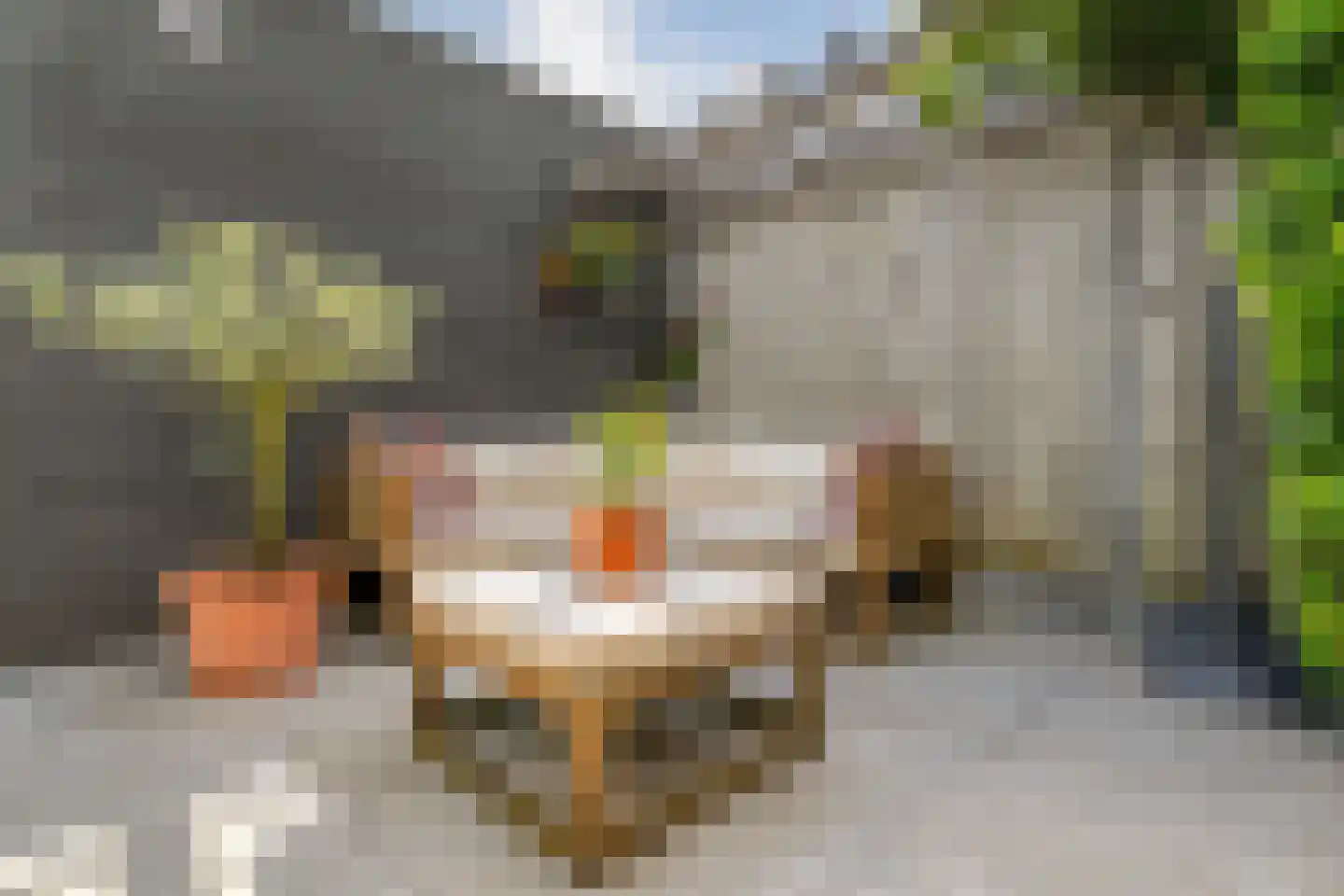 Gerner 36 Raalte thumbnail 44