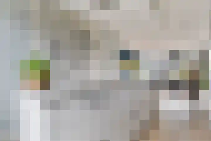 Gerner 42 Raalte thumbnail 22