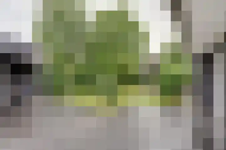 Gerrit Klokstraat 22 Kraggenburg thumbnail 35