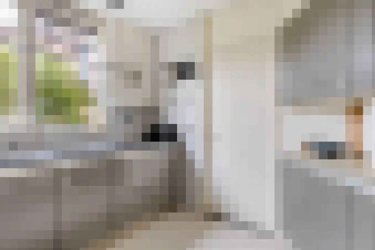 Gerst 20 Malden thumbnail 17