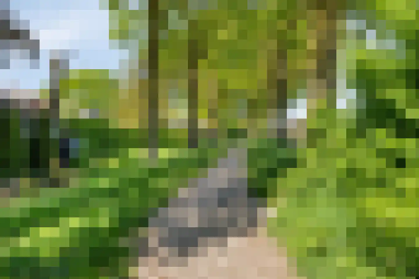 Gerst 27 Mierlo thumbnail 46
