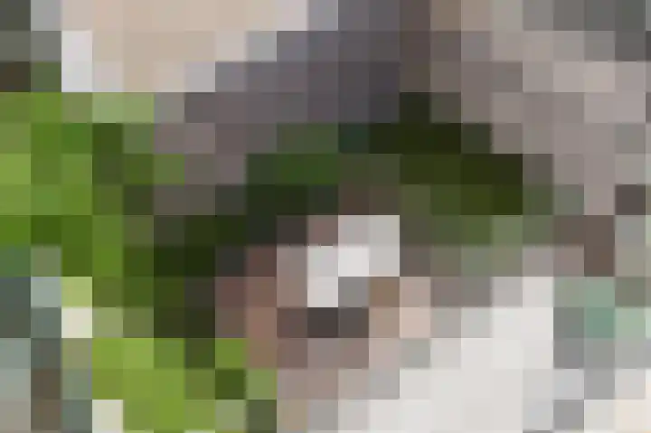 Gestelsestraat 10 Waalre thumbnail 46
