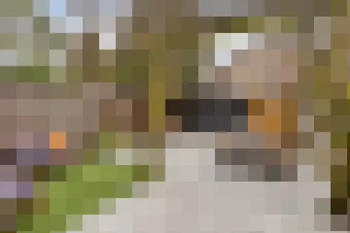 Gestelsestraat 38 Waalre thumbnail 25
