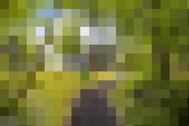 Geul 24 Deurne thumbnail 41