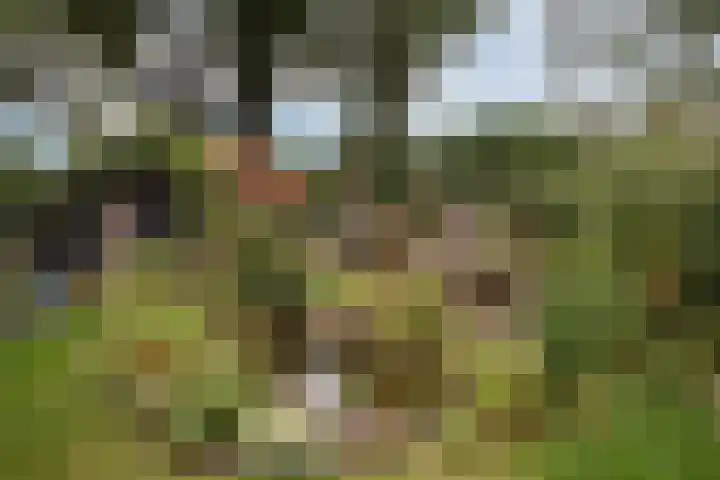 Gevelakkers 30 Anderen thumbnail 55
