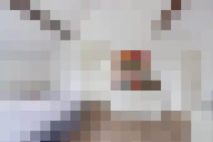 Gever 8 Haaren thumbnail 30