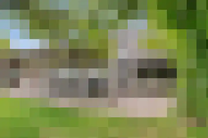 Gever 8 Haaren thumbnail 39