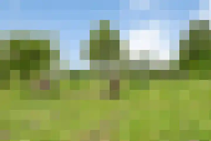 Gever 8 Haaren thumbnail 55