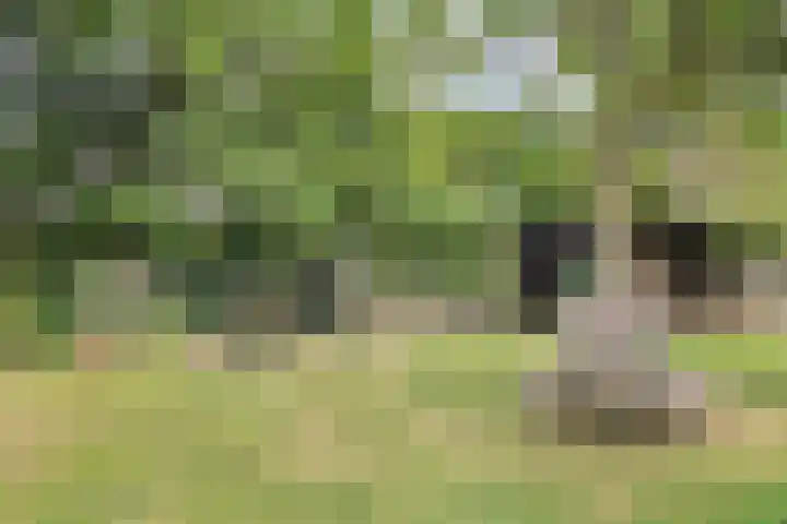 Gever 8 Haaren thumbnail 59