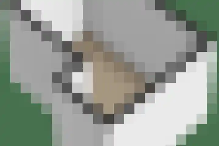 Gevers Deynootweg 1262 D Den Haag thumbnail 43