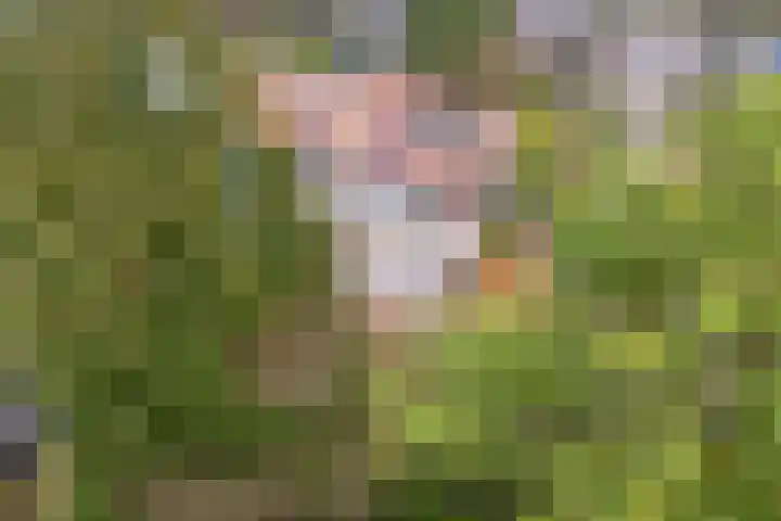Gezichtslaan 27 Doorn thumbnail 40