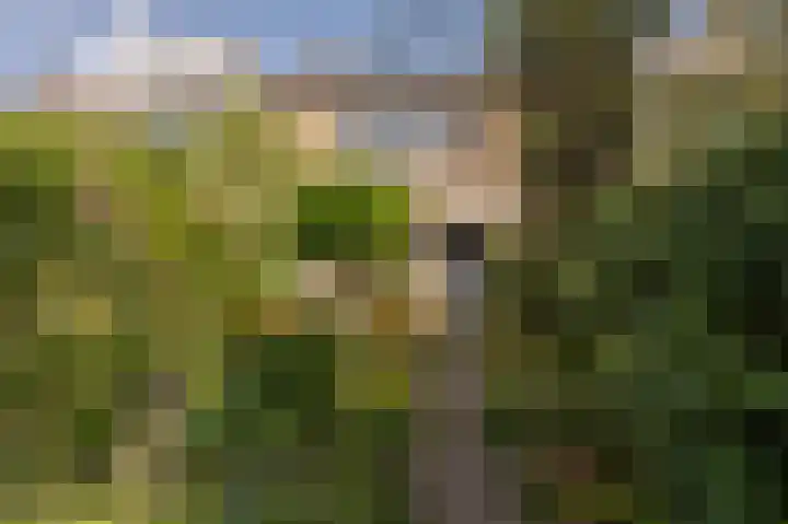 Ghijseland 160 Rhoon thumbnail 38