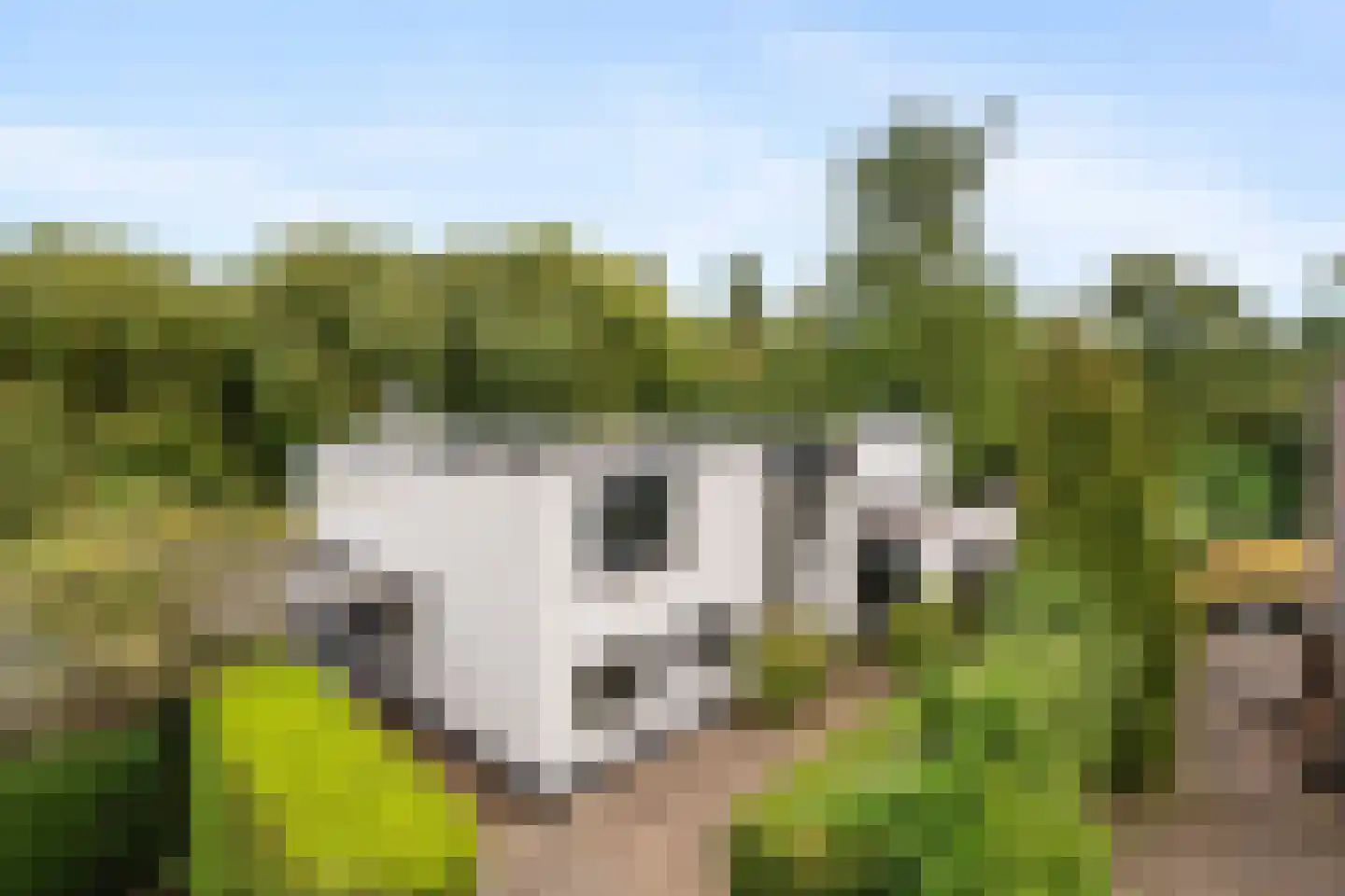 Ghijseland 173 Rhoon foto 2