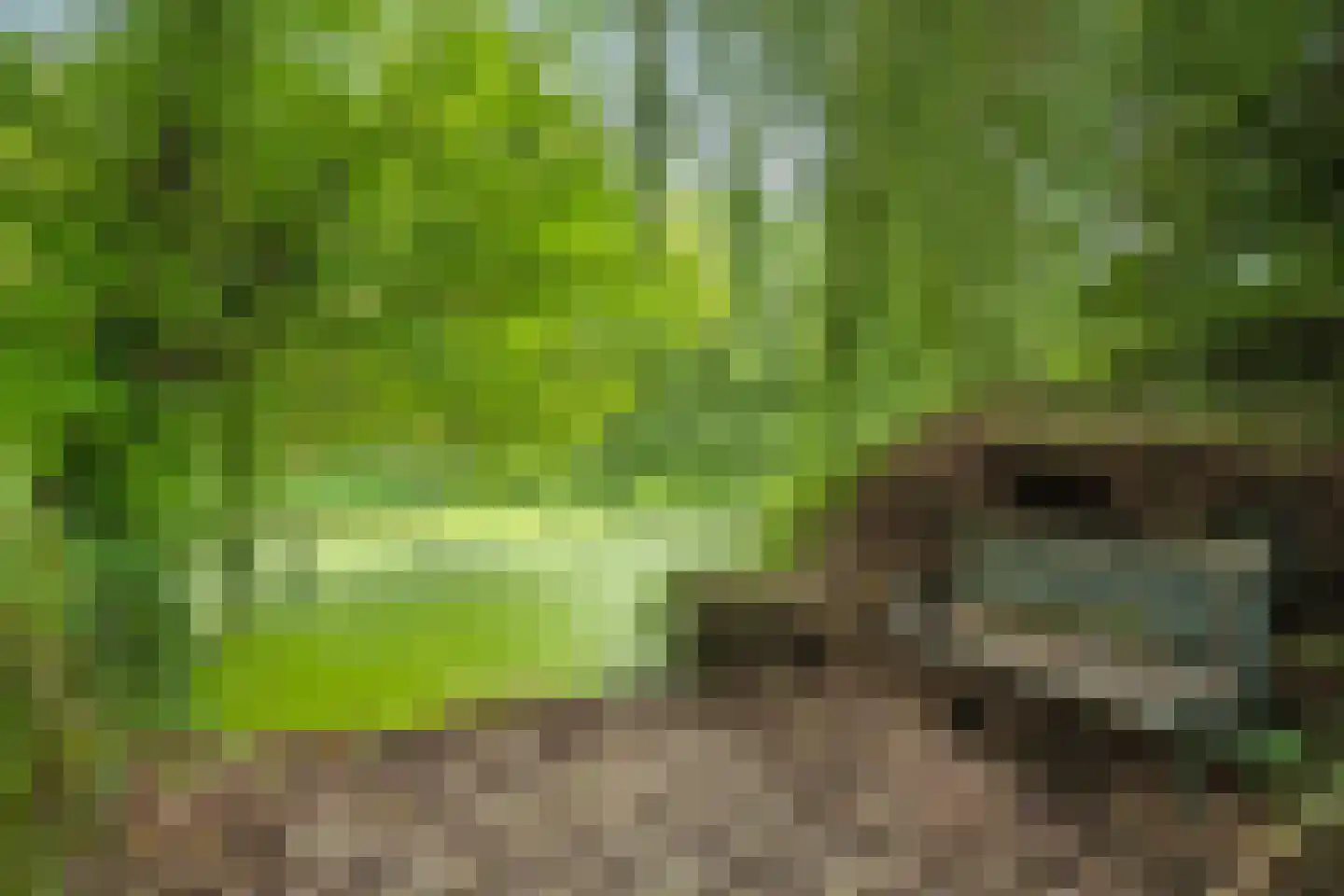 Ghijseland 173 Rhoon thumbnail 61