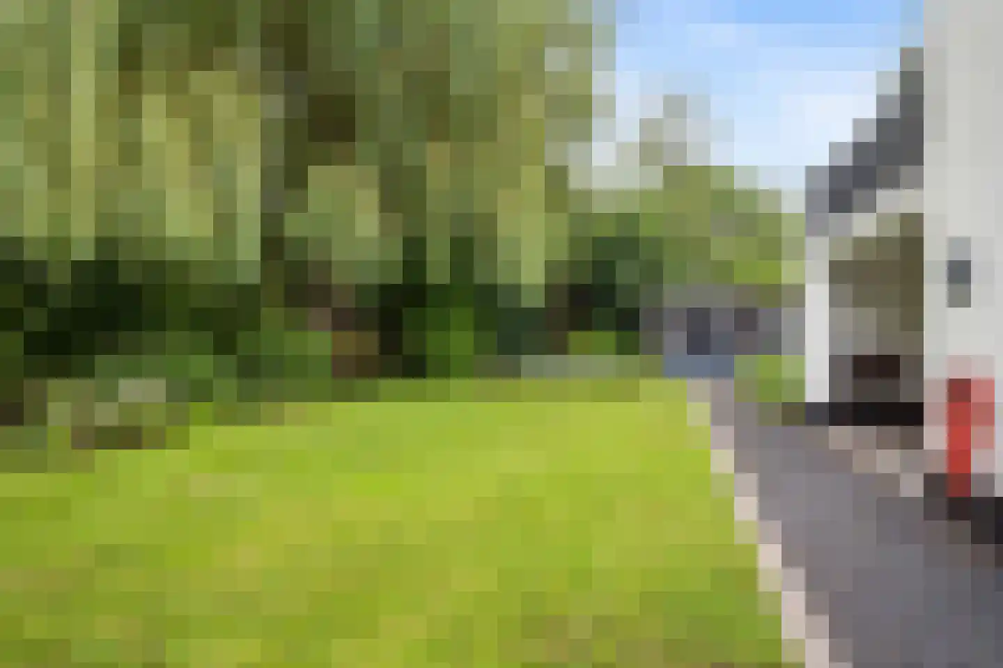 Ghijseland 173 Rhoon thumbnail 63