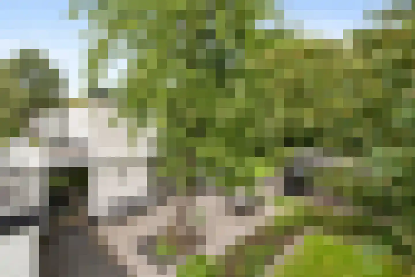 Ghijseland 173 Rhoon thumbnail 70