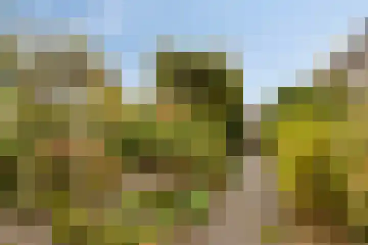 Ghijseland 244 Rhoon thumbnail 25