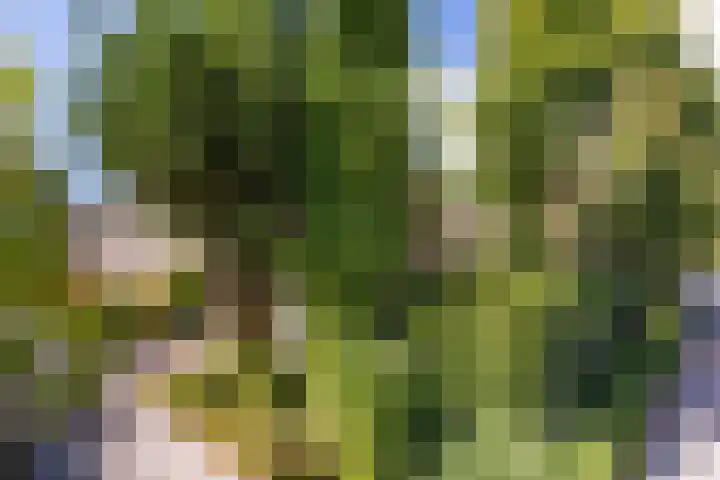 Ghijseland 47 Rhoon thumbnail 37