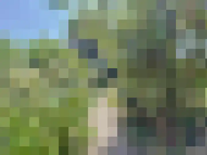 Ghistelkerke 626 Breskens thumbnail 31