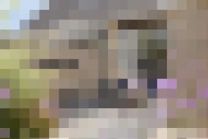 Gibbeflecht 16 Mantgum thumbnail 24
