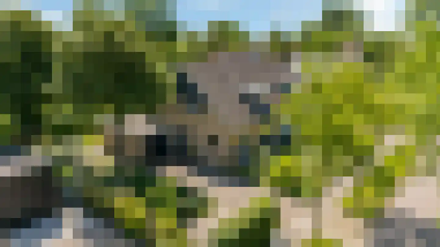 Gibbeflecht 4 Mantgum thumbnail 45