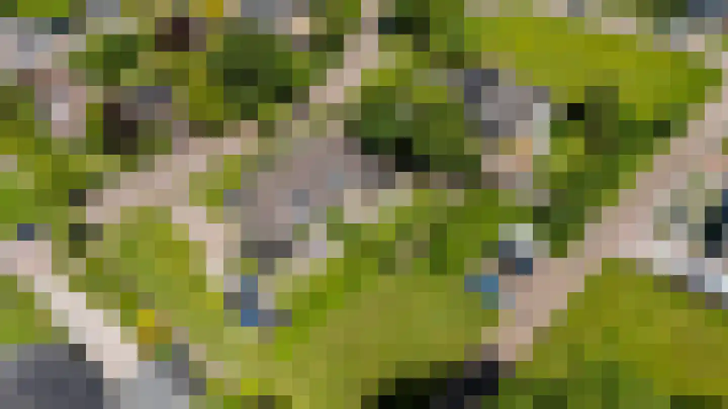 Gibbeflecht 4 Mantgum thumbnail 46