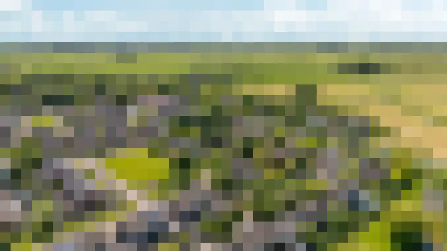 Gibbeflecht 4 Mantgum thumbnail 46