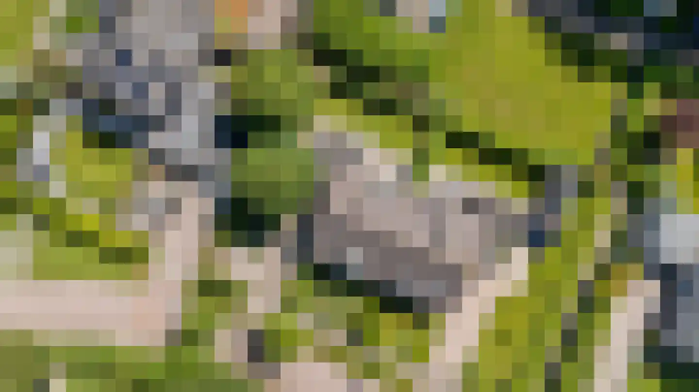 Gibbeflecht 4 Mantgum thumbnail 7