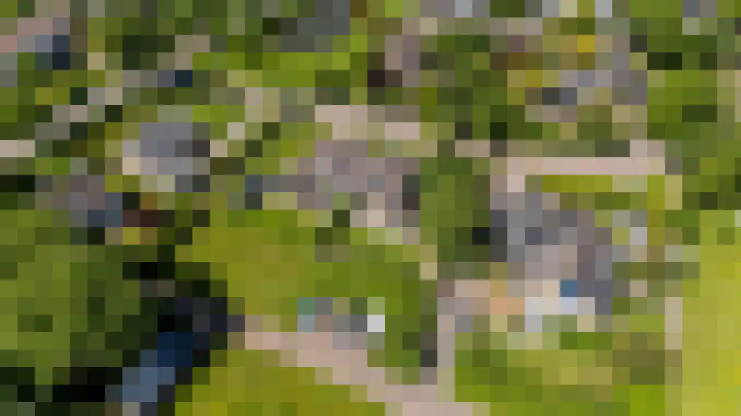 Gibbeflecht 4 Mantgum thumbnail 8