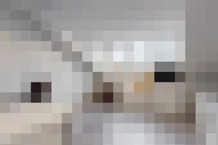 Giekstraat 6 Kudelstaart thumbnail 17