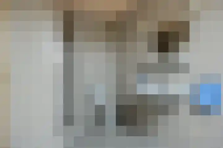 Gierelaar 87 Wouw thumbnail 44