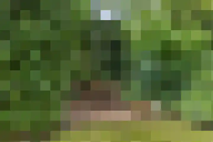 Gierelaar 87 Wouw thumbnail 56