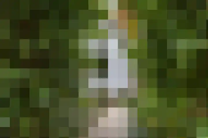Gierelaar 87 Wouw thumbnail 57