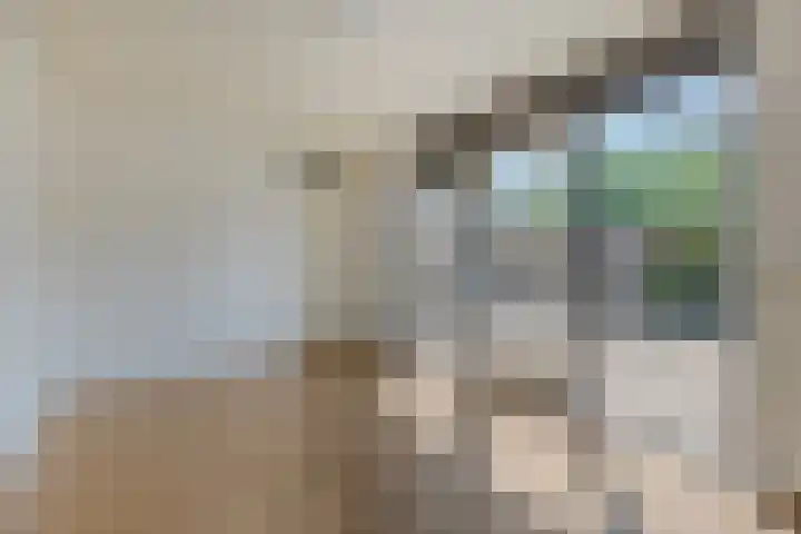 Giervalk 32 Emmen thumbnail 17
