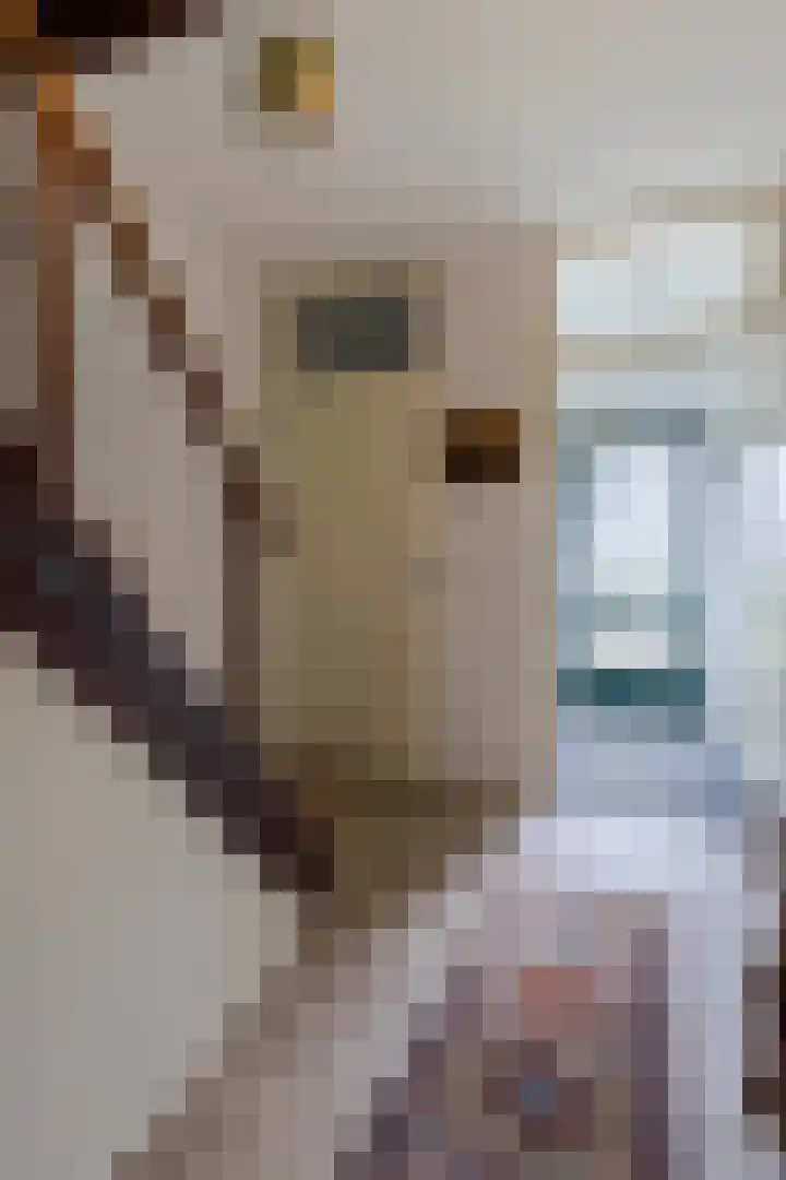 Giessenland 16 Hoornaar thumbnail 6