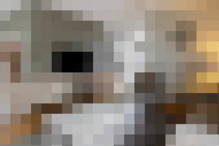 Gieteling 40 Raalte thumbnail 16