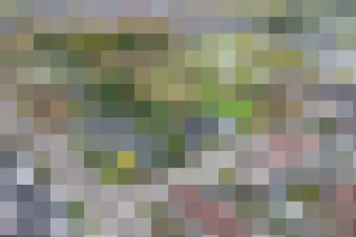 Gieteling 40 Raalte thumbnail 47