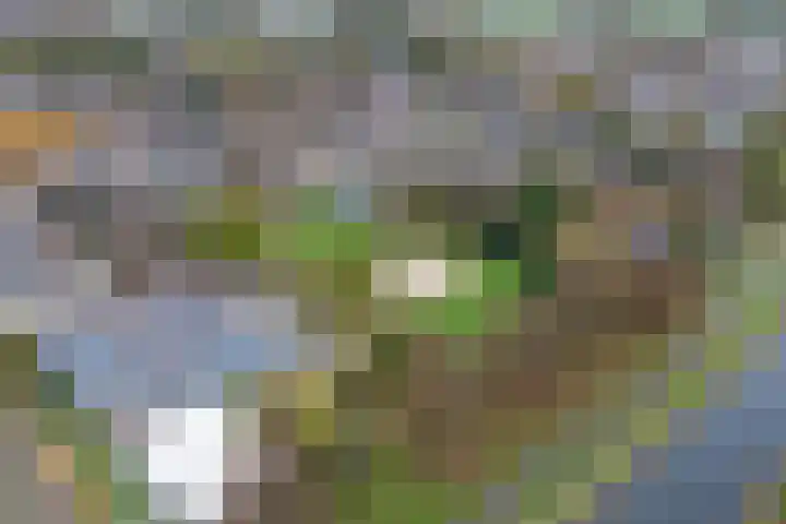 Gieteling 40 Raalte thumbnail 48