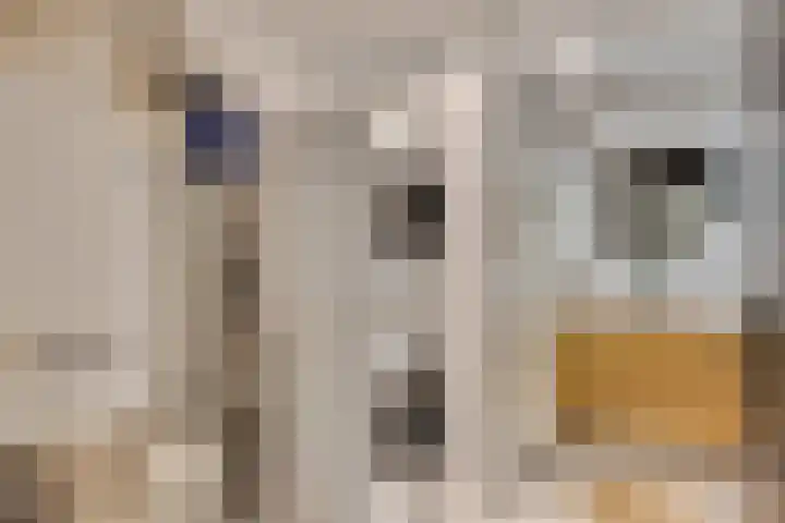 Gijs van Aardennestraat 18 Herten thumbnail 24