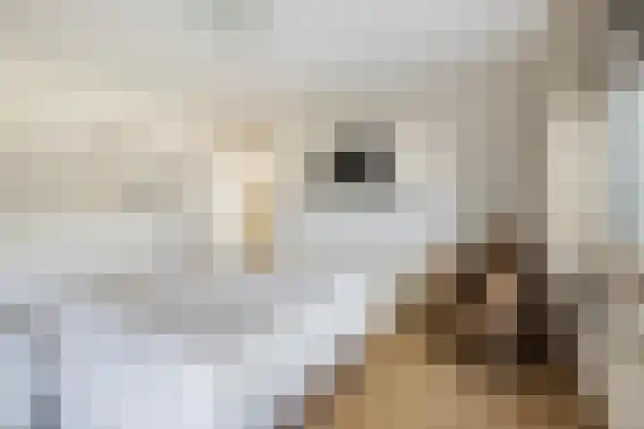 Gildelaar 16 Teteringen thumbnail 28