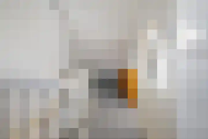 Gildelaar 16 Teteringen thumbnail 35