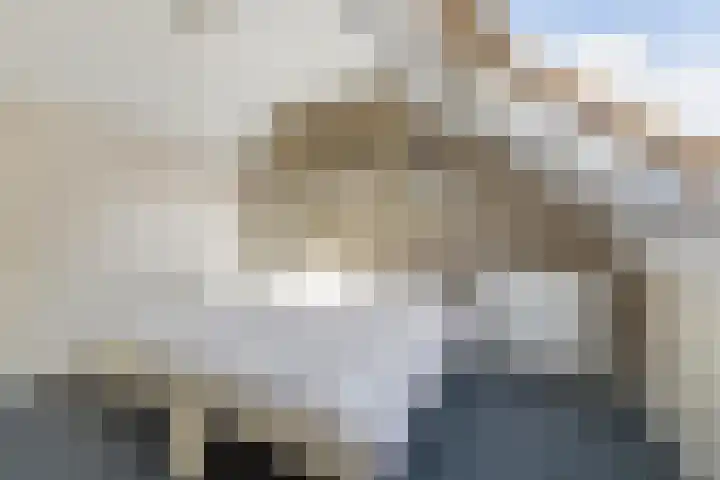 Gildelaar 16 Teteringen thumbnail 36